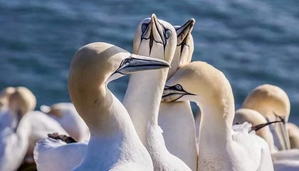 温州最新公积金卡提取现金方法app方法分析(最方便真实的温州公积金卡怎样从手机里取出来?方法)