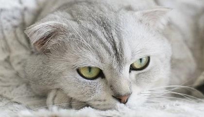 温州最新24小时高价回收公积金余额方法分析(最方便真实的温州收回公积金会计分录方法)